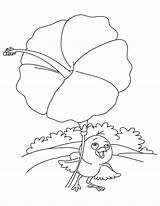 Coloring Umbrella Bird Hibiscus sketch template