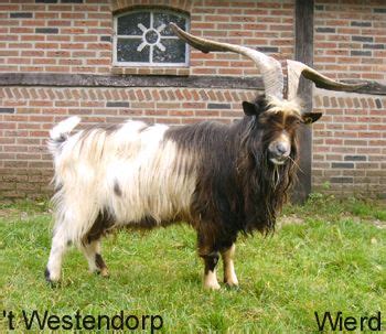 dutch landrace     original breeds    netherlands ruminant trophy