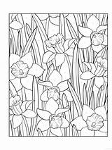 Coloring Pages Colouring Daffodils Adult Flowers Adults Print Dover Choose Board sketch template