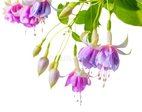 beautiful lilac on white stock image image of botany
