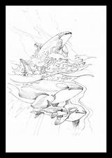Orca Coloring Pages Book Wave Pyrography Animal Whale Bergsma Jody Adults sketch template