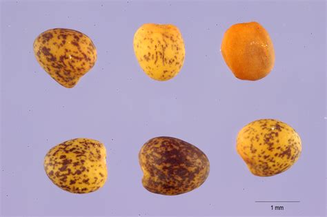 large image for trifolium africanum african clover usda plants