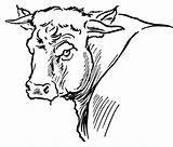 Toros Byk Byki Colorare Stier Disegni Byka Kolorowanki Kolorowanka Vacas Krowy Druku Disegnare Immagini Rodeo sketch template