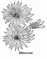 Flower Montana Bitterroot Coloring State Outline Flowers Print Drawing Book Tattoo Pages Google Color Activities Gardens Colors Games Graphic Wildflower sketch template