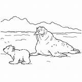 Ijsbeer Lars Kleurplaat Kleurplaten Noordpool Plaatjes Bezoeken Leukvoorkids Leuk sketch template