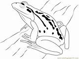 Frog Coloring Coloringpages101 Pages sketch template