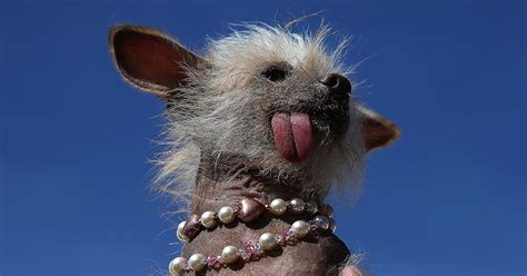 worlds ugliest dog contest