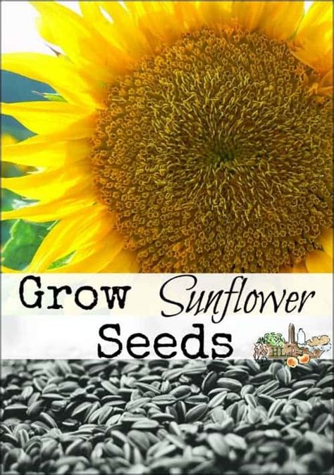 grow sunflower seeds  russian mammoths homestead lady