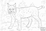 Bobcats Coloring Getdrawings Drawing Pages sketch template