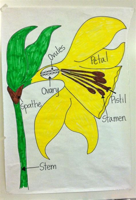 parts   daffodil flower flower diagram  drew   kids  copy    labeled parts