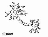 Neuron Neurons Superstarworksheets Nerve sketch template