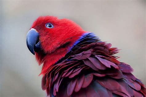 eclectus parrots biological science picture directory pulpbitsnet