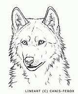 Coloring Wolf Face Adults Patrick St Pages sketch template