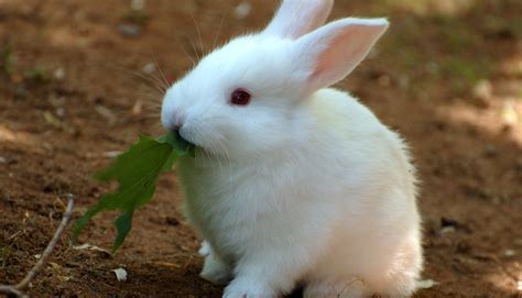 top   small rabbit breeds    pets