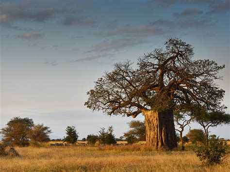baobabs are africa s oldest and most beautiful trees but