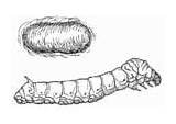 Gusano Bruco Seda Capullo Sed Silkworm Cocoon sketch template