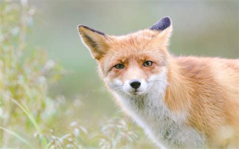 real sound   fox  wonderopolis