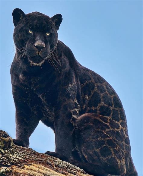premium photo leopard cheetah black panther wild dangerous animals
