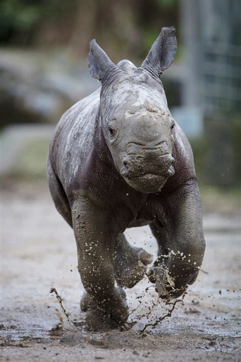 baby rhino crashes   dublin zoo