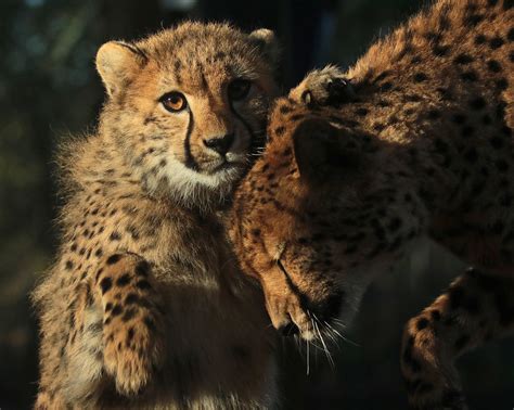 cheetah beekse bergen jna joan kok flickr