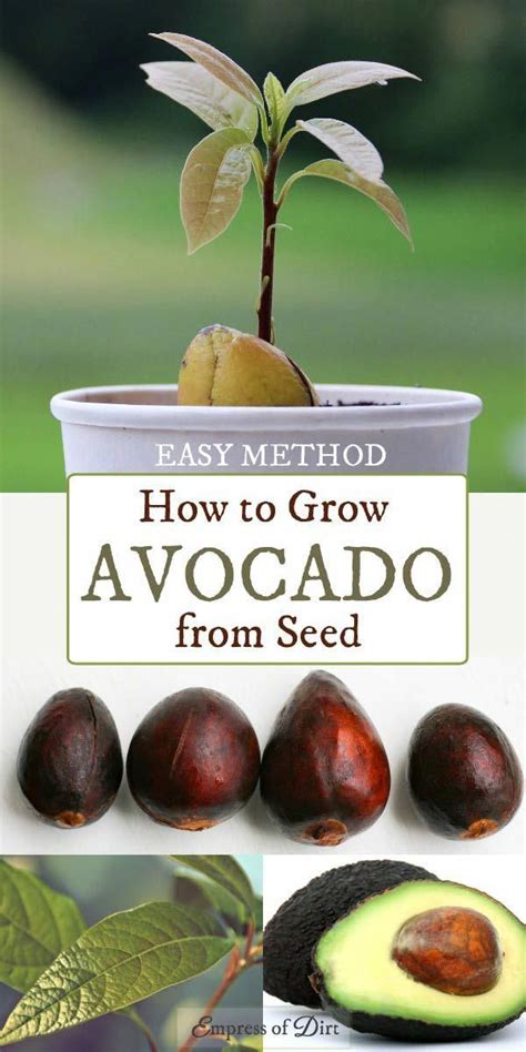 How To Grow Avocado Seeds Toothpicks This Method Is Easy And You