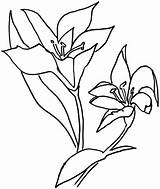 Colorear Lirio Giglio Lily Lirios Lilium Disegno Lilies Patrones sketch template