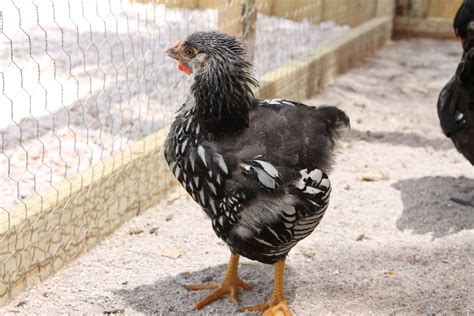 6 week old silver laced wyandotte roo or hen