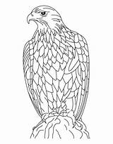 Eagle Adler Mandala Hawk Ausmalbilder Ausmalbild Silent Asd6 Kostenlos sketch template
