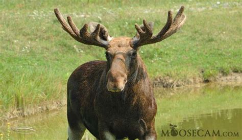 moose antlers moosecamcom