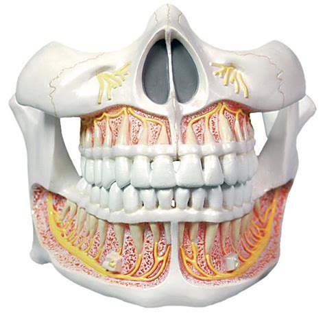 health care human teeth anatomy pics