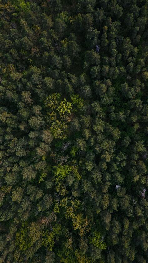 forest aerial pictures   images  unsplash