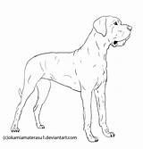 Coloring Dane Great Deviantart Pages Dog Line Drawing Lineart Drawings Dogs 16kb sketch template
