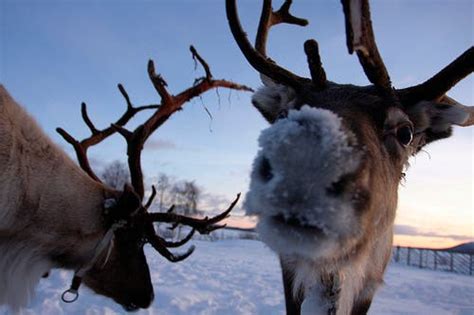 rudolphs nose red scientists explain