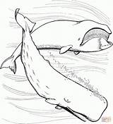 Sperm Designlooter Whale sketch template