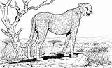 Cheetah Popular sketch template