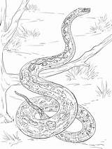 Boa Constrictor Mamba Schlange Reptiles Ausmalbilder Schlangen Ausdrucken Designlooter sketch template