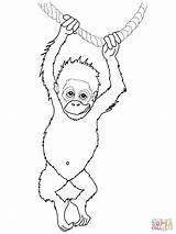 Orangutan Ausmalbilder Utan Ausmalbild Outan Tiere Orangotango Supercoloring Coloriages Gaddynippercrayons Kidsuki sketch template