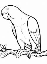 Papegaai Parrot Boyama Papagei Kus Muhabbet Kusu Papegaaien Papageien Bird Ausmalbilder Ucretsiz sketch template