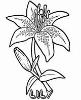 Coloring Lily Flower Flowers Print Sheet sketch template