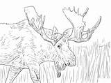 Moose Coloring Pages Alaska Printable Christmas Animals Elk Kids Deer Reindeer Color Print Drawing Colouring Cool Adults Wild Supercoloring Bull sketch template