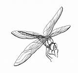 Libelle Kostenlos Ausmalbild sketch template