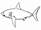 Coloring Pages Shark Printable Kids Sharks Hammerhead Sheets Great Drawing Outline Megalodon Print Printables Template Cut Clipart Fish Tropical Bestcoloringpagesforkids sketch template