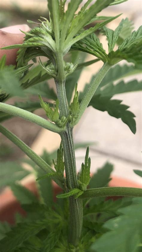 Identify Plant Sex Grow Question By Magicb Growdiaries