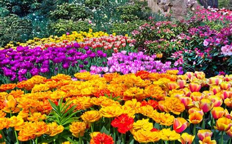 top  beautiful spring flowers   garden bproperty