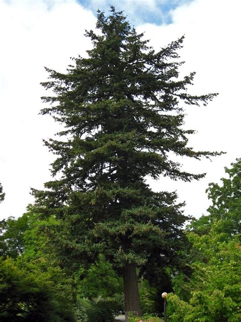 tree identification pseudotsuga menziesii douglas fir