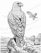 Coloring Pages Animal Adults Realistic Adult Printable Wood Drawing Bird Hawk Colouring Burning Kids sketch template