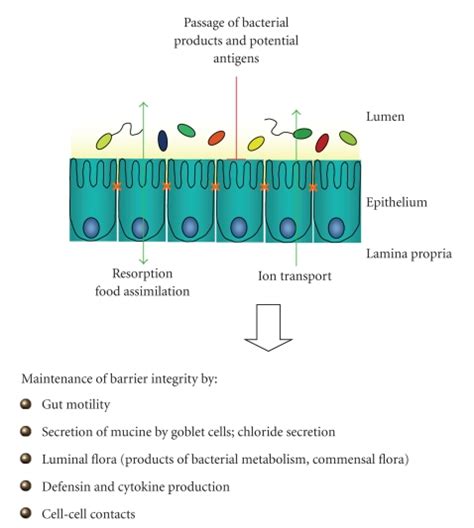 The Intestinal Epithelial Barrier The Human