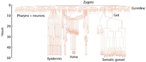 cell lineage    elegans hermaphrodite  vertical axis  scientific diagram
