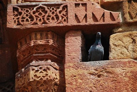 pigeon hole   qutb complex  mehrauli   delhi flickr