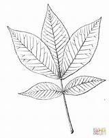 Hickory Leaf Shagbark Coloring Drawing Pages Clipart Patterns Printable Getdrawings Categories sketch template
